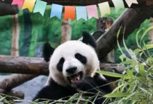 Photo of Moscow Zoo’s Katyusha contributes greatly to panda research program